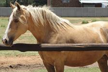 StarlightStables